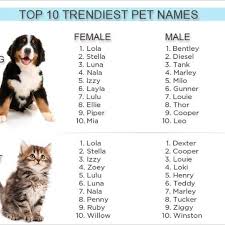 You'll notice that all of the names on the top 10 list for female dogs happen to be human names. 7 Awesome Dog Names Ideas Dog Names Puppy Names Names