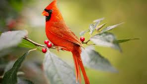 Learn more about animal totems, or see our full list. Plan Your Asheville Adventure Quiz What Native North Carolina Spirit Animal Do You Need Right Now Namaste In Nature