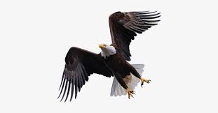 We did not find results for: Flying Eagle Png Hd Eagle Images Hd Png Png Image Transparent Png Free Download On Seekpng