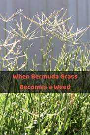Pin On Bermuda Grass Care Lawn Care Visual Guides