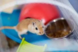 Other suitable fruits include kiwis, plums, and strawberries. What Do Gerbils Eat A Complete Guide Thepetsavvy Com