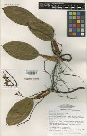 Image result for Schlechterella