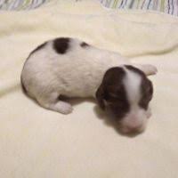 Puppy luv kennel of dachshund's. Miniature Dachshund For Sale In United States 257