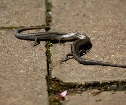 Unless you have experience with wildlife rehab, you likely won't be able to diagnose an injured bird. Garden Skink Backyard Buddies