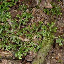 Image result for Selaginella mittenii