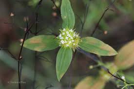 Image result for Spermacoce ocymoides