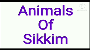 The state's thick dense forest; Animals Of Sikkim Sikkim Famous Animals Famous Animals Of Sikkim Sikkim Animals Sikkim Proje Youtube