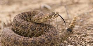 Rattlesnake Wallpapers Snake Rattlesnake Snake Venom
