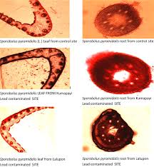 Image result for Sporobolus pyramidalis