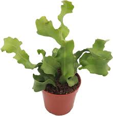 Image result for Triplophyllum subquinquefidum