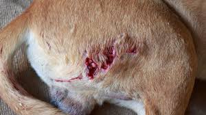 We did not find results for: Wounds In Dogs And Cats