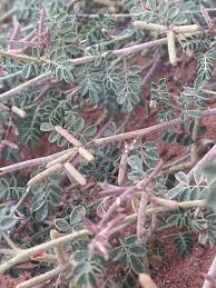 Image result for Indigofera emarginella