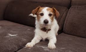 Je veux à mon tour raconter l'histoire d'un chien perdu aussitôt elle remua la queue, se sentant accueillie, adoptée, et au lieu de rester dans les mollets du. La Mue Chez Le Chien Wanimoveto