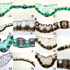 Image result for Acrachne