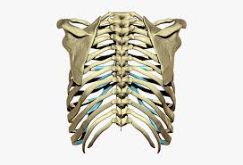 Get free icons of rib cage in ios, material, windows and other design styles for web, mobile, and graphic design projects. Clip Art D Ribcage Model 3d Rib Cage Png Transparent Png Kindpng