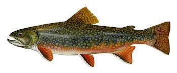 Fishing For Brook Trout Non Native