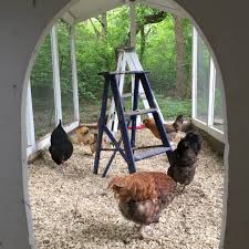 Check spelling or type a new query. How Much Should I Be Feeding My Backyard Chickens Tilly S Nest