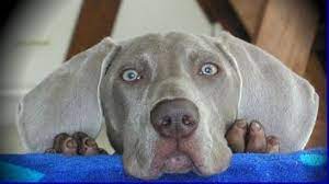 Feel free to call or email anytime with questions or to schedule an appointment to view the latest puppies. Blue Weimaraner Puppies For Sale Call Us 417 326 9218