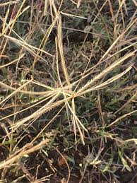 Image result for Chloris pycnothrix