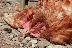 مرض النيوكاسل ( newcastle disease ). ÙƒØªØ§Ø¨ ØºÙŠÙ†ÙŠØ³ Ù„Ù„Ø£Ø±Ù‚Ø§Ù… Ø§Ù„Ù‚ÙŠØ§Ø³ÙŠØ© ÙˆØ§Ø³Ø¹ Ø§Ù„Ø®ÙŠØ§Ù„ Ø¯Ø¬Ø§Ø¬ Ù„Ù‚Ø§Ø­ Ø§Ù„Ù…Ø¬ÙÙØ© Ø¨Ø§Ù„ØªØ¬Ù…ÙŠØ¯ Ø¶Ø¯ Ù…Ø±Ø¶ Ø§Ù„Ù†ÙŠÙˆÙƒØ§Ø³Ù„ Cheapweddings101 Com
