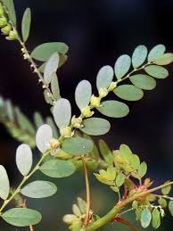 Image result for Phyllanthus fraternus