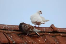 Die chemischen verbindungen im kot der tauben sind recht aggressiv und greifen viele oberflächen an. Vogelkot Verhindern Und Vogeldreck Entfernen
