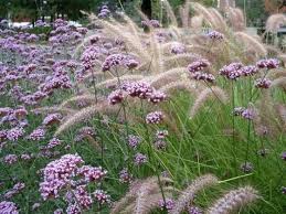 La floraison de plantes résistant aux cerfs en grappe de fleurs odorantes sur tiges dressées. Verveine De Buenos Aires Lejardindeclaire