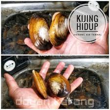 Astacopsis gouldi lobster lebih enak jika diolah ketika masih hidup ya readers karena ketika masih hidup rasa. Jual Kijing Kerang Air Tawar Hidup Life Di Lapak Doyan Ikan Bukalapak