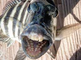 We did not find results for: Sheepshead Fish With Human Looking Teeth Found In Georgia