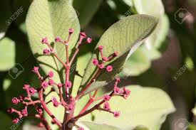 Image result for Euphorbia umbellata