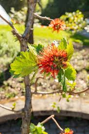 Image result for Greyia sutherlandii