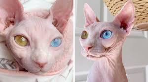 She has a sleek, muscular body that is dense and heavy for her size. Unheimlichste Katzen Der Welt Ihre Augen Toppen Alles Tag24