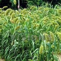 Image result for Lessertia macrostachya