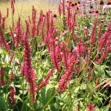 Image result for Gynura amplexicaulis