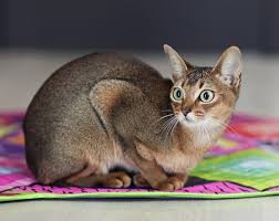 Get a ragdoll, bengal, siamese and more on kijiji, canada's #1 local classifieds. Abyssinian Cat Breeders And Information