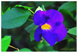 Image result for Thunbergia mildbraediana