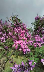 Image result for Lonchocarpus