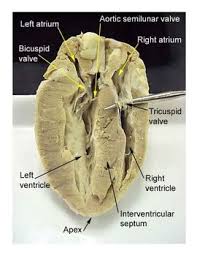 Pin On Science Dissection Lesson Plans