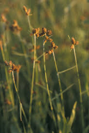 Image result for Fuirena pubescens