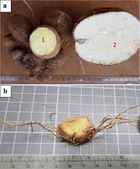 Image result for Dioscorea dumetorum