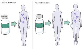 Image result for Immunity