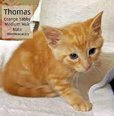 This kind of a kitten is very unique because of its striking orange shade and is a wonderful choice for any family and. Adopt A Pet Petsmart Charities