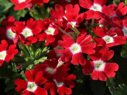 Check spelling or type a new query. 56 Most Stunning Red Flowers You Should Know Florgeous