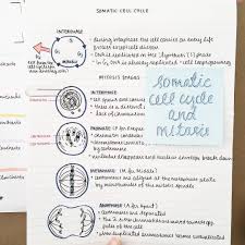 Studyallure Cell Division Review Mitosis Done Now On To Meiosis It S Been A Few Years Since I Last Studied Cell Biology Notes Study Notes Medicine Notes