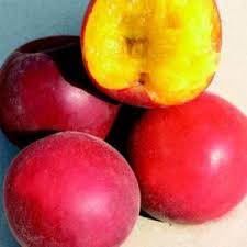 Risultati immagini per fico brogiotto