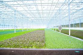 Brightfarms Raises 100m To Expand Its Indoor Farming Empire Alla diskussioner skärmdumpar konst sändningar filmer workshop nyheter guider recensioner. foodnavigator usa