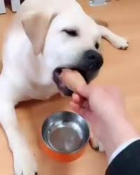Wait For It Video In 2020 Cute Funny Dogs Cute Funny Animals Funny Animal Videos
