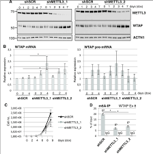 Just a test of trying to test different angles with the webcam, next one will be closer to my mouse since people think i hold down the. Knockdown Of Mettl3 Results In An Increase Of Wtap Protein Levels A Download Scientific Diagram