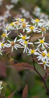 Image result for Pimpinella buchananii