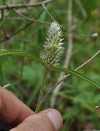 Image result for Pandiaka